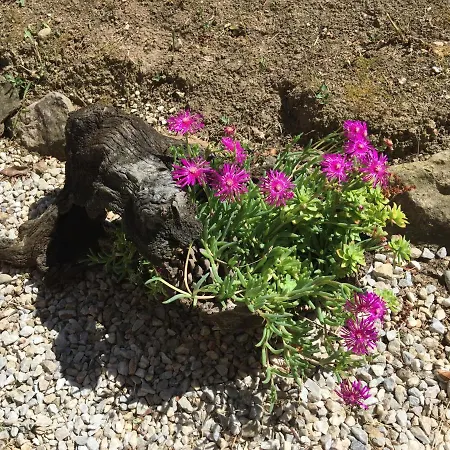 Appartement Les Iris Carcassonne